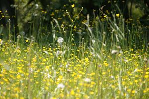 So überstehen Sie die Heuschnupfen-Saison