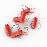 Infektionen in der Schwangerschaft Herpes Borreliose Zecken Toxoplasmose